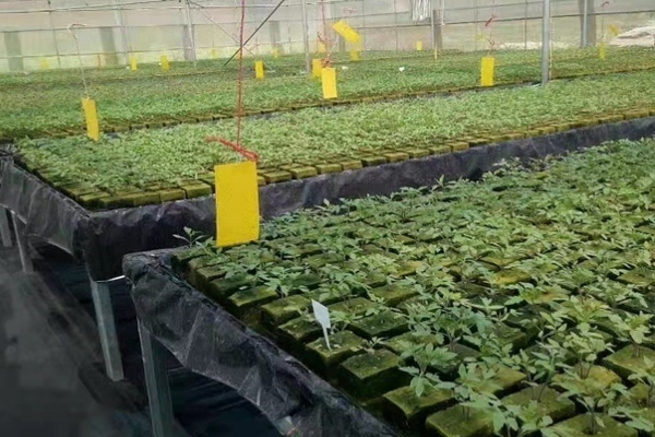农用种植岩棉